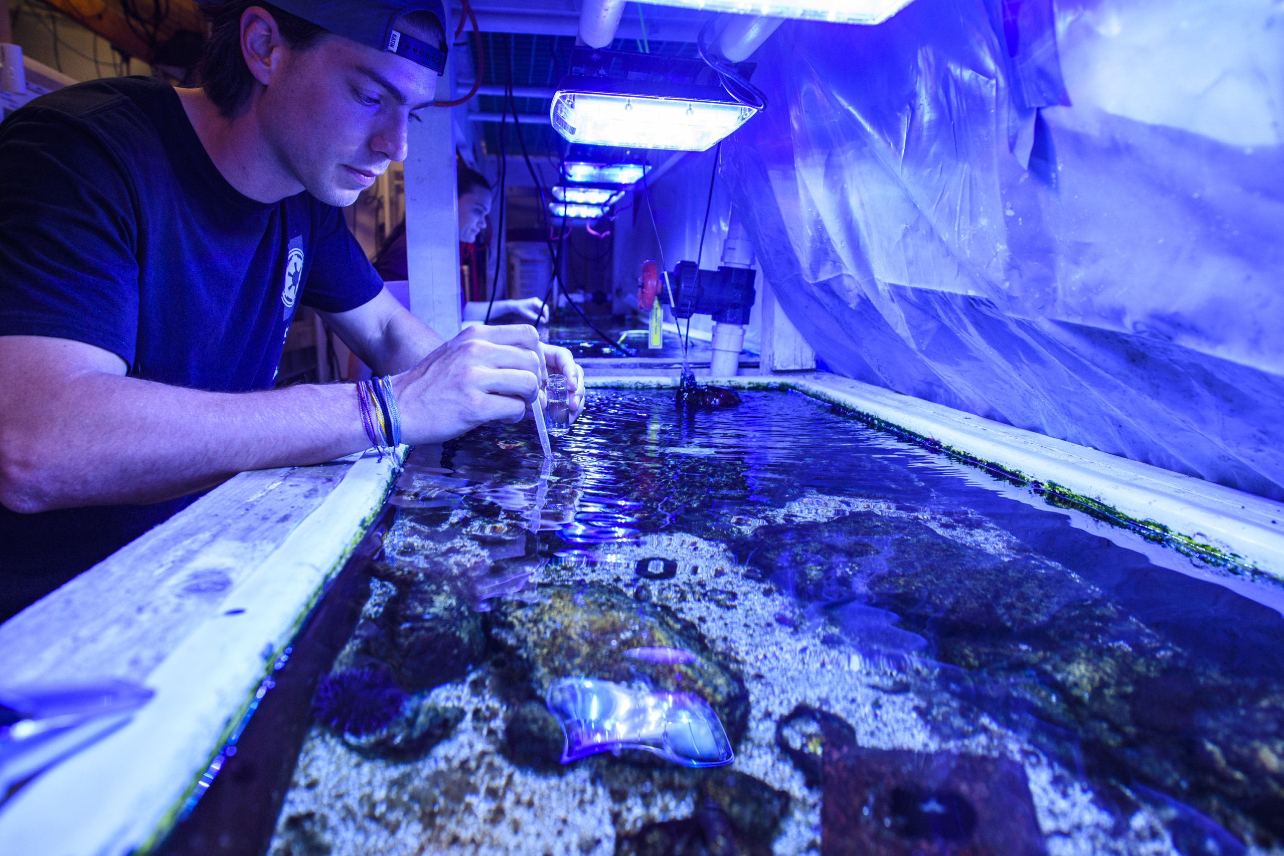 A SMCM Student doing experiments in a wet lab tank