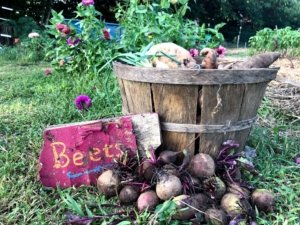 Bucket of beets